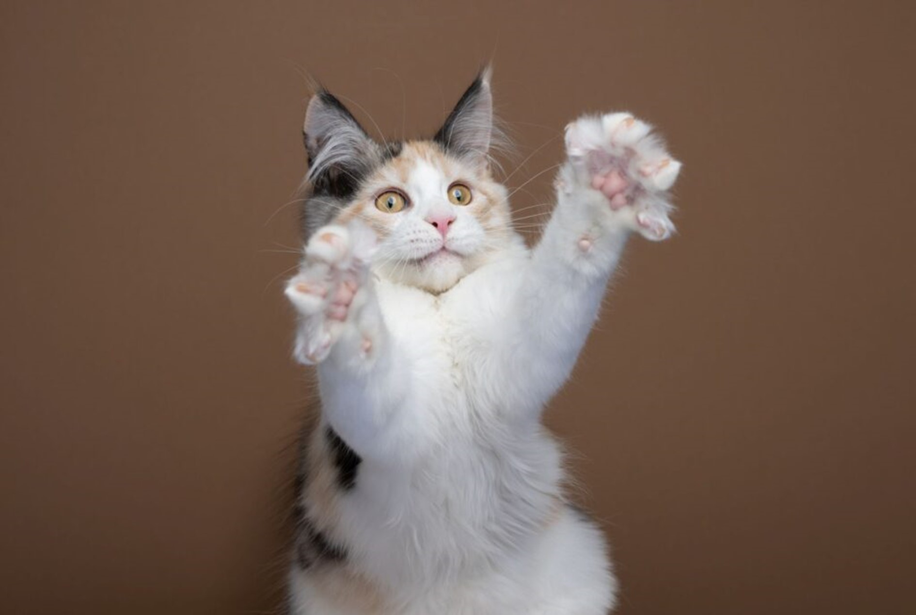 maine coon