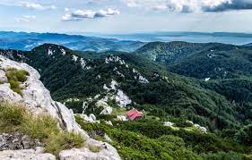 Slika risnjak-a